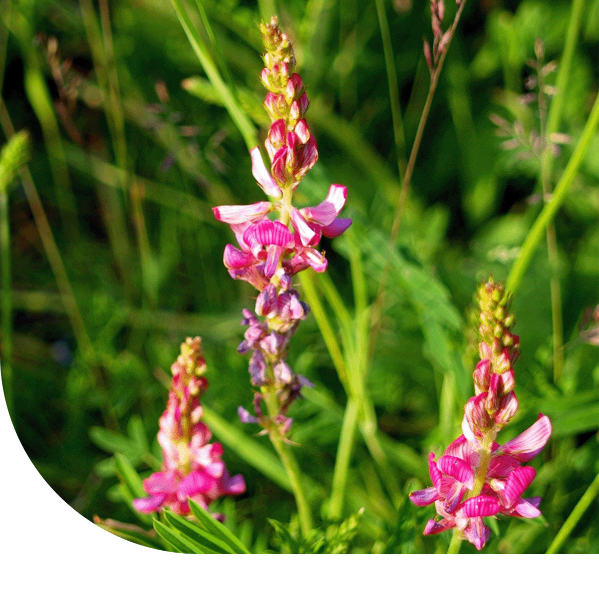MRS Seeds & Mixtures Esparcette - Onobrychis viciifolia