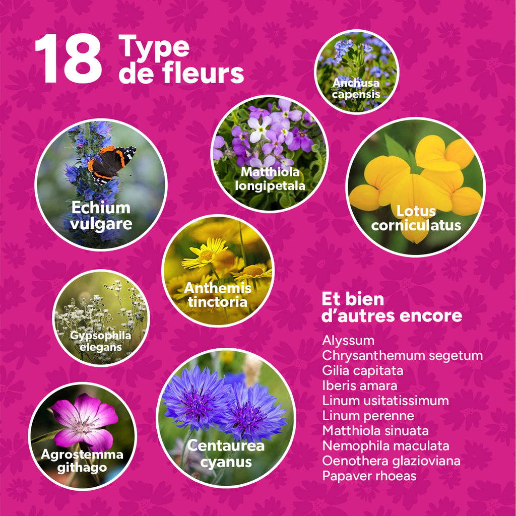 MRS Seeds & Mixtures Flower Bombs - Bombes de graines mix - Félicitations ! [fr]