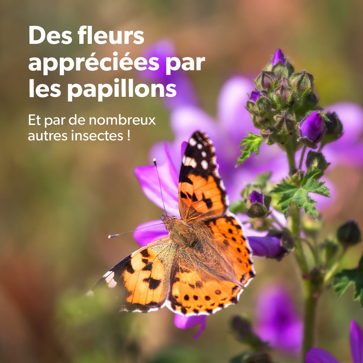 MRS Seeds & Mixtures Flower Bombs - Bombes de graines mix - Félicitations ! [fr]