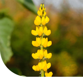 MRS Seeds & Mixtures Gele Zoete Lupine - Lupinus luteus
