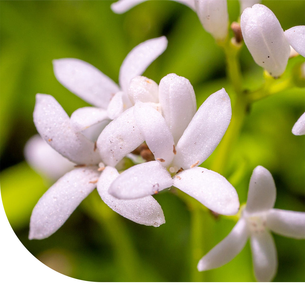 MRS Seeds & Mixtures Glad Walstro - Galium mollugo