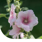MRS Seeds & Mixtures Grootbloemige Lavatera -  Lavatera trimestris