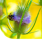 MRS Seeds & Mixtures Grote kaardenbol - Dipsacus fullonum