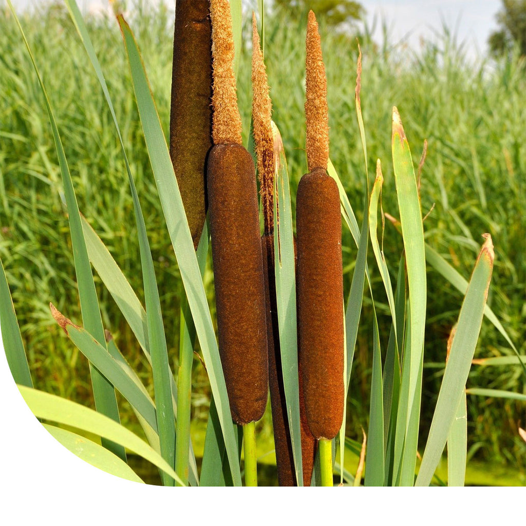 MRS Seeds & Mixtures Grote lisdodde - Typha latifolia
