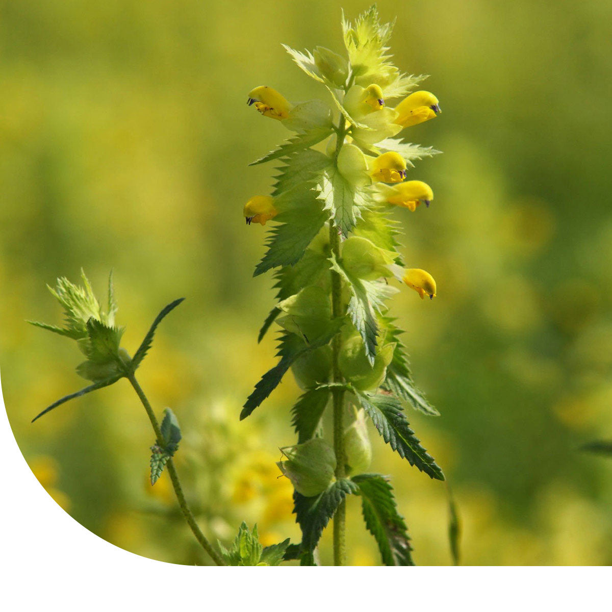 MRS Seeds & Mixtures Grote ratelaar -  Rhinanthus angustifolius