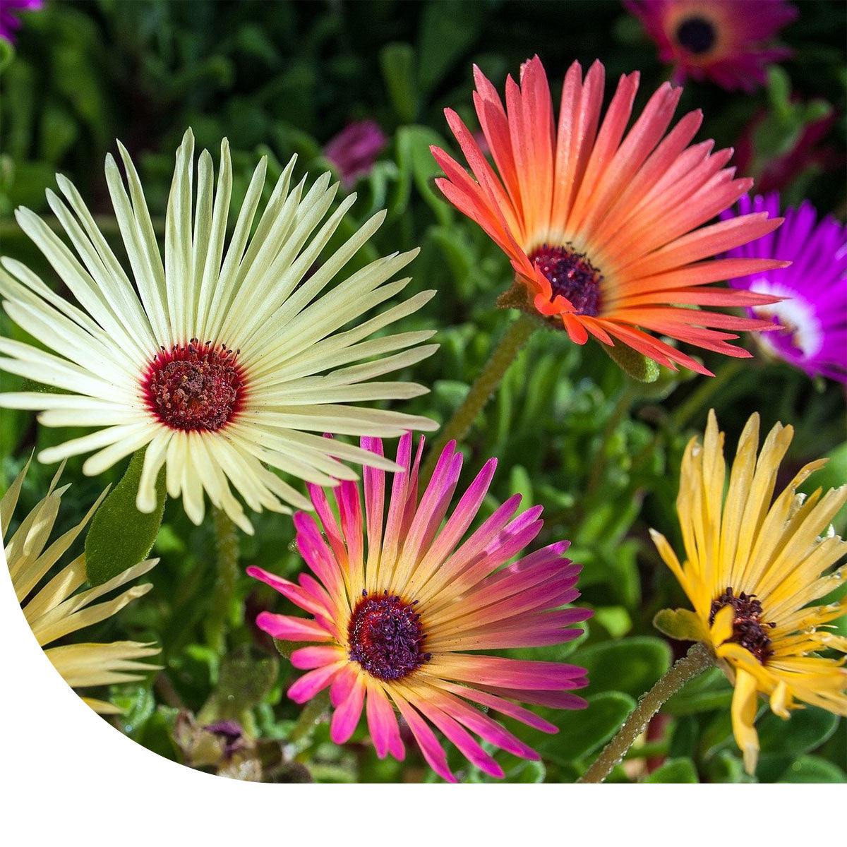 MRS Seeds & Mixtures IJsbloem - Mesembryanthemum