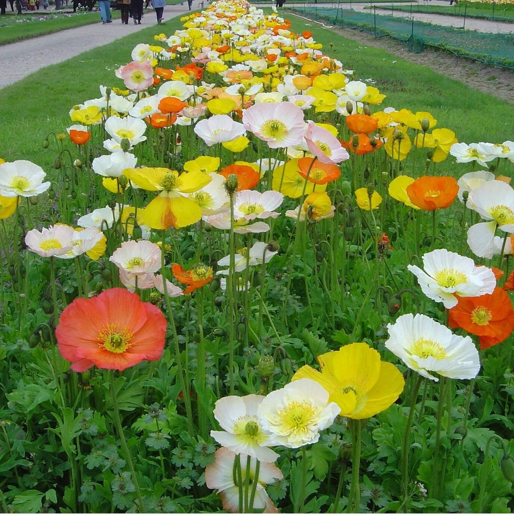 MRS Seeds & Mixtures IJslandse Klaproos - Papaver nudicaule