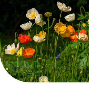 MRS Seeds & Mixtures IJslandse Klaproos - Papaver nudicaule