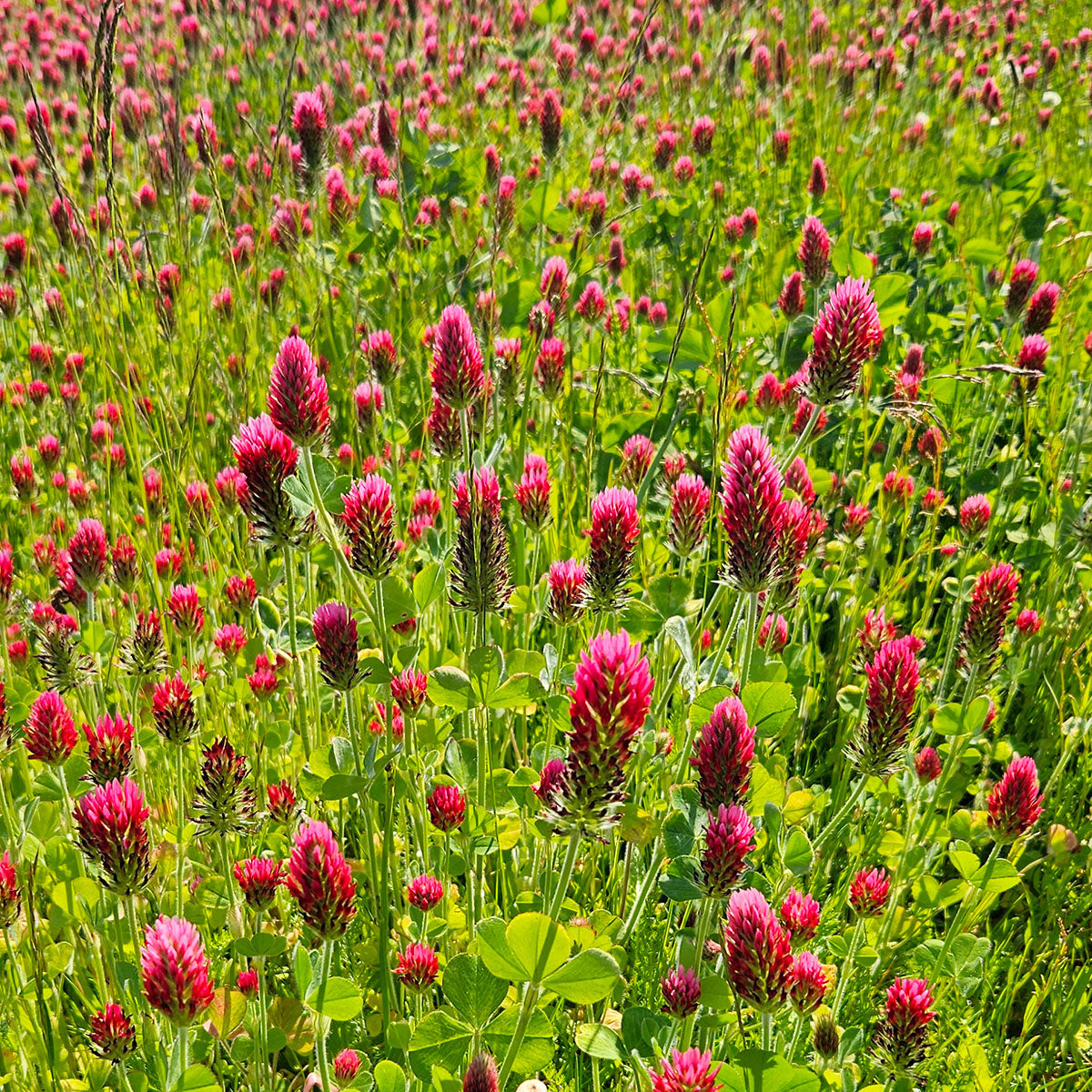 Trèfle Incarnat Rouge – 360 Graines – Plein Soleil – Attire Abeilles Et Pollinisateurs