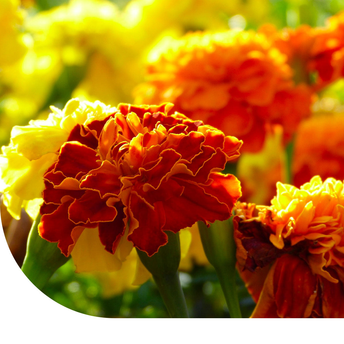 MRS Seeds & Mixtures Klein Afrikaantje - Gemengd