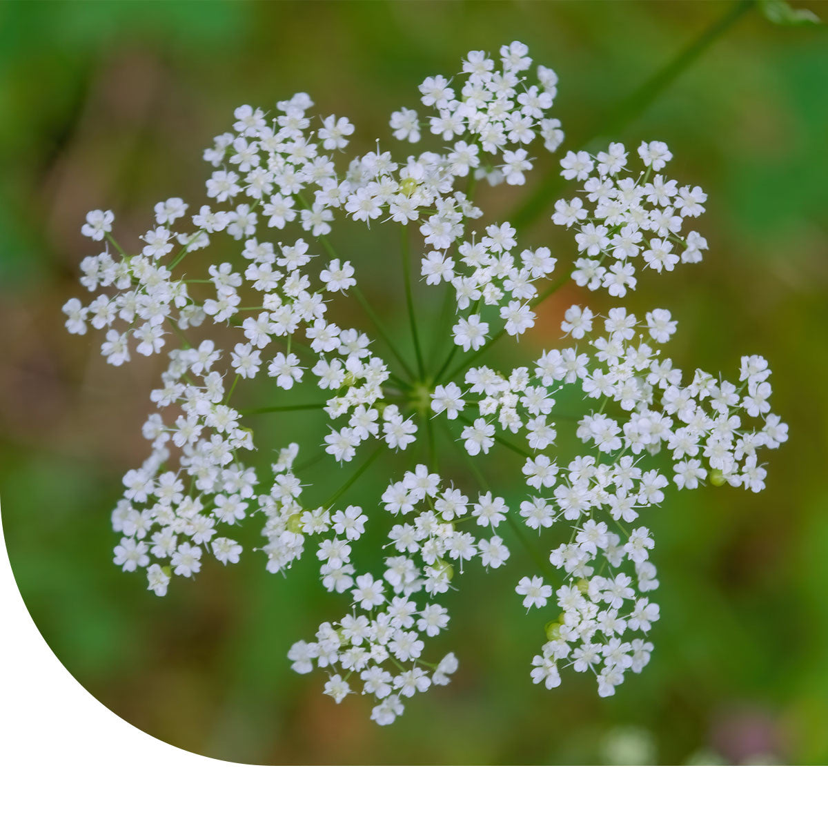MRS Seeds & Mixtures Kleine bevernel - Pimpinella saxifraga [nl]
