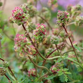 MRS Seeds & Mixtures Kleine pimpernel - Sanguisorba minor