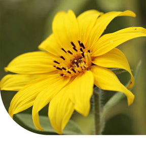 MRS Seeds & Mixtures Kleine Zonnebloem 'Pacino Gold'