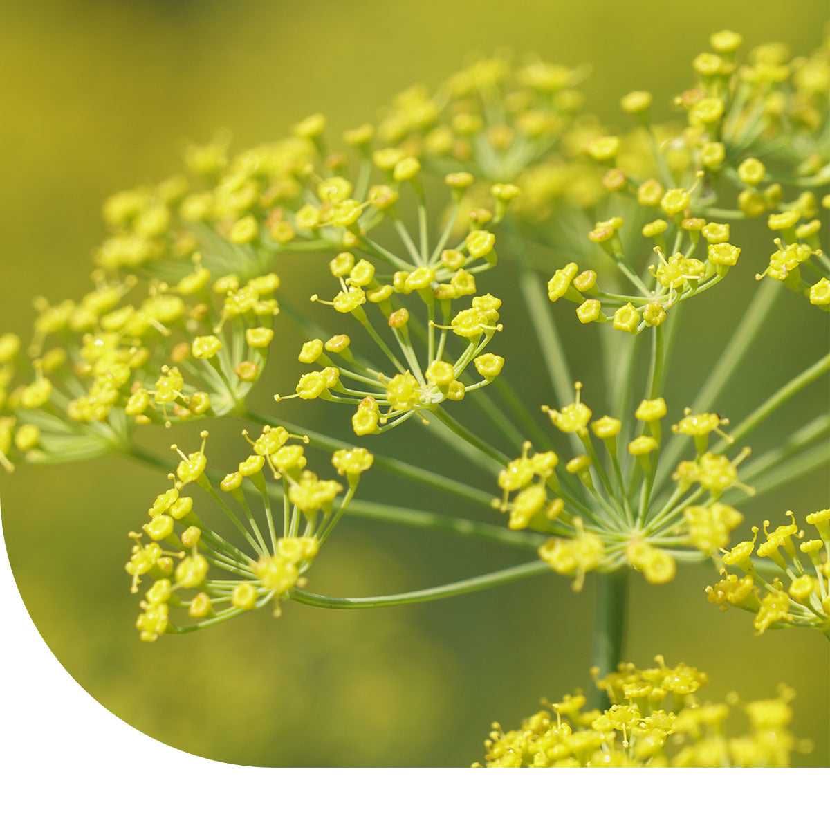 MRS Seeds & Mixtures Knolvenkel  'Fino' - Foeniculum vulgare