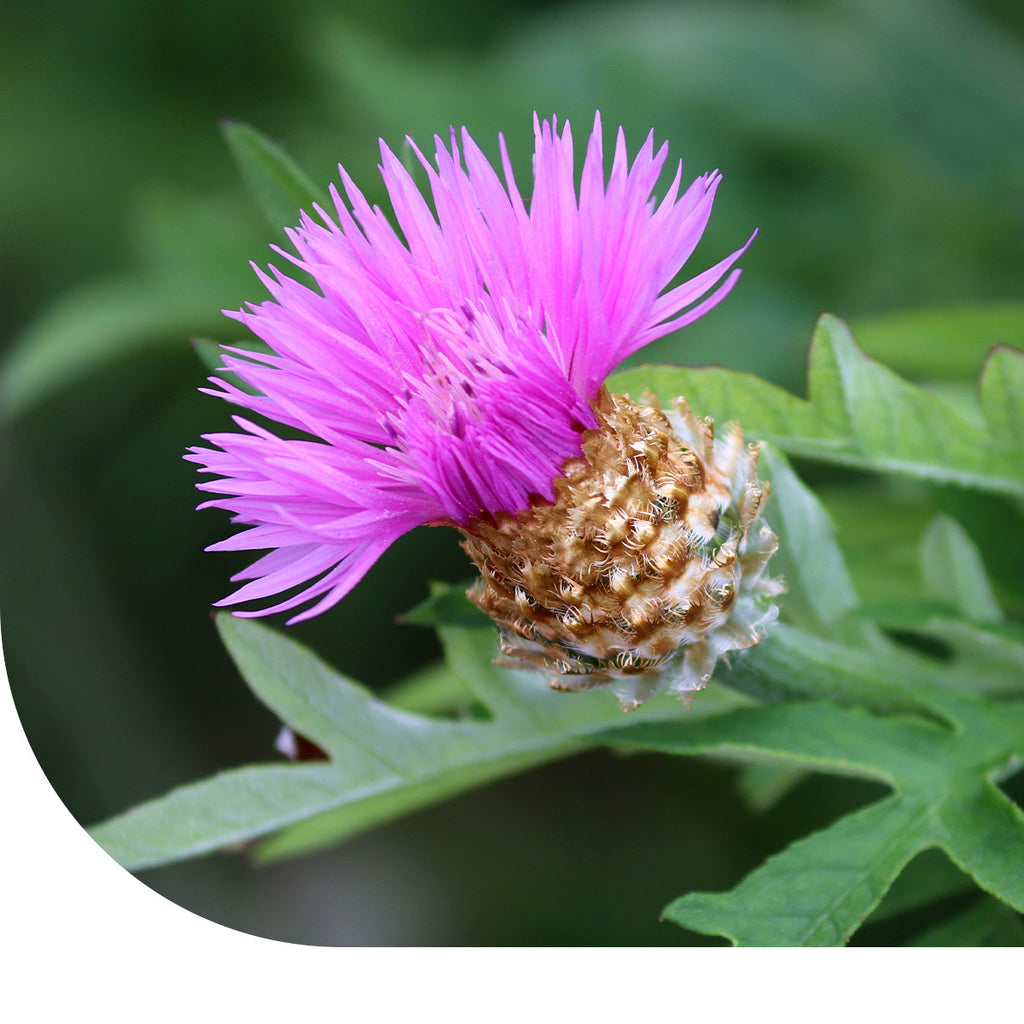 MRS Seeds & Mixtures Knoopkruid - Centaurea jacea