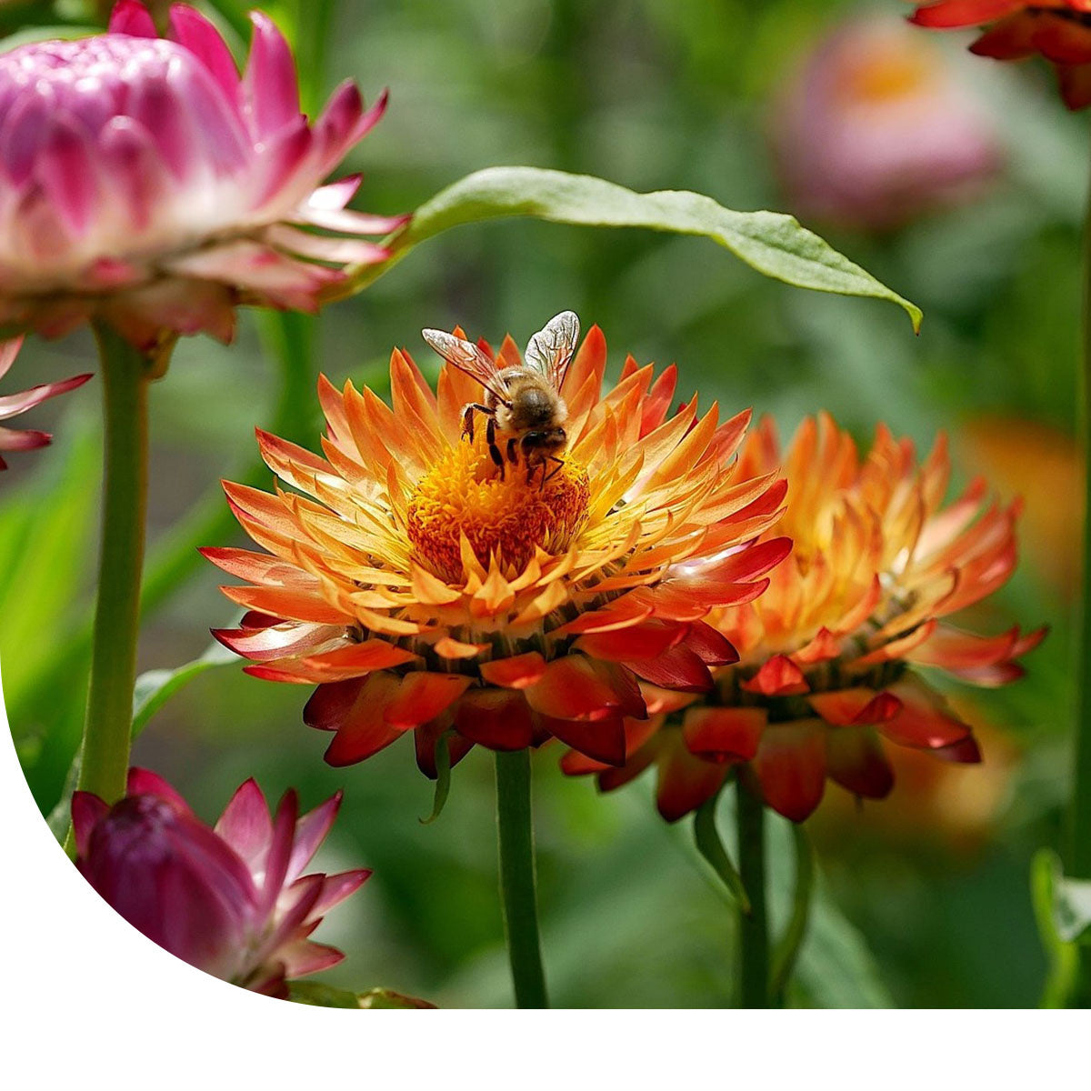 MRS Seeds & Mixtures Lage Strobloem 'Tom Thumb' - Helichrysum