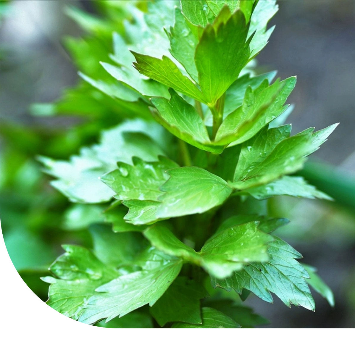 MRS Seeds & Mixtures Lavas (Maggiplant) - Levisticum officinale