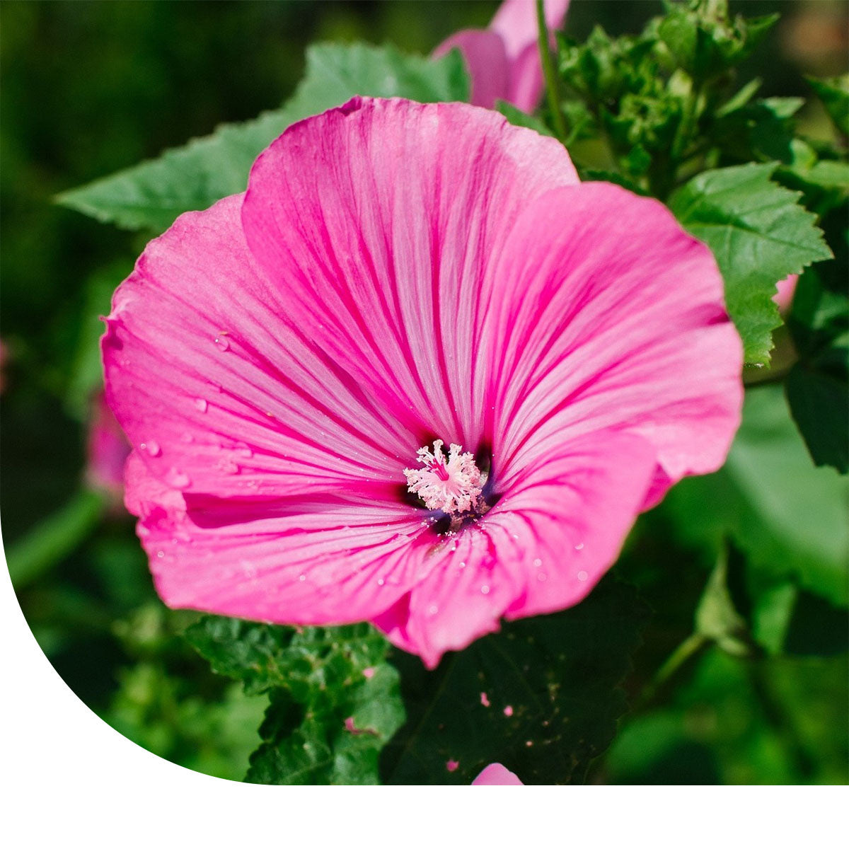 MRS Seeds & Mixtures Lavatera Trimestris - grootbloemig