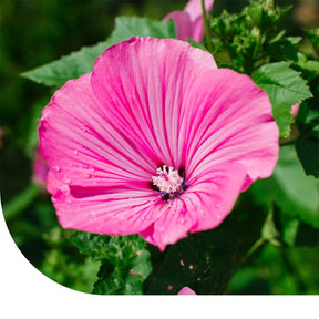 MRS Seeds & Mixtures Lavatera Trimestris - grootbloemig