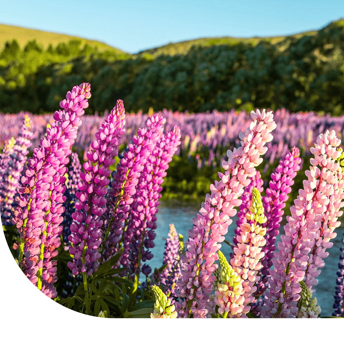 MRS Seeds & Mixtures Lupine gemengd - Lupinus hartwegii