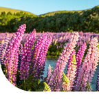 MRS Seeds & Mixtures Lupine gemengd - Lupinus hartwegii