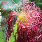 MRS Seeds & Mixtures Maïs - Siermaïs 'Amero' - Zea mays