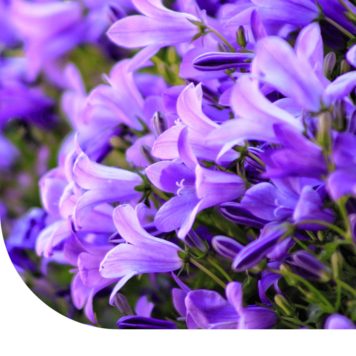 MRS Seeds & Mixtures Mariëtteklokje - Campanula medium