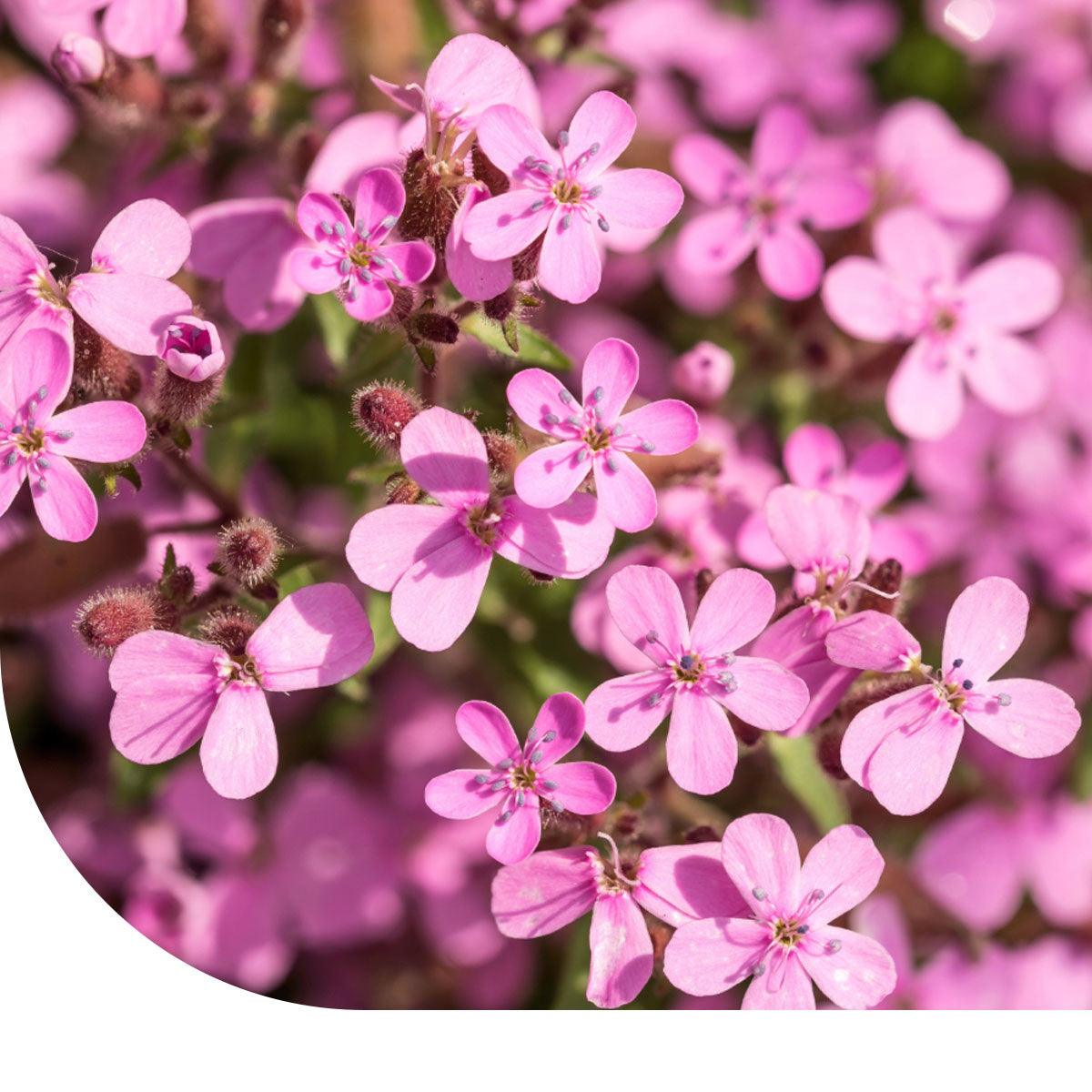 MRS Seeds & Mixtures Muurzeepkruid - Saponaria ocymoides
