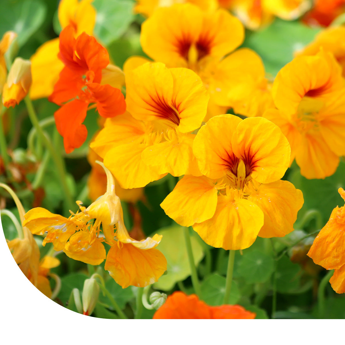 MRS Seeds & Mixtures Oost-Indische kers 'Glorious Gleam'