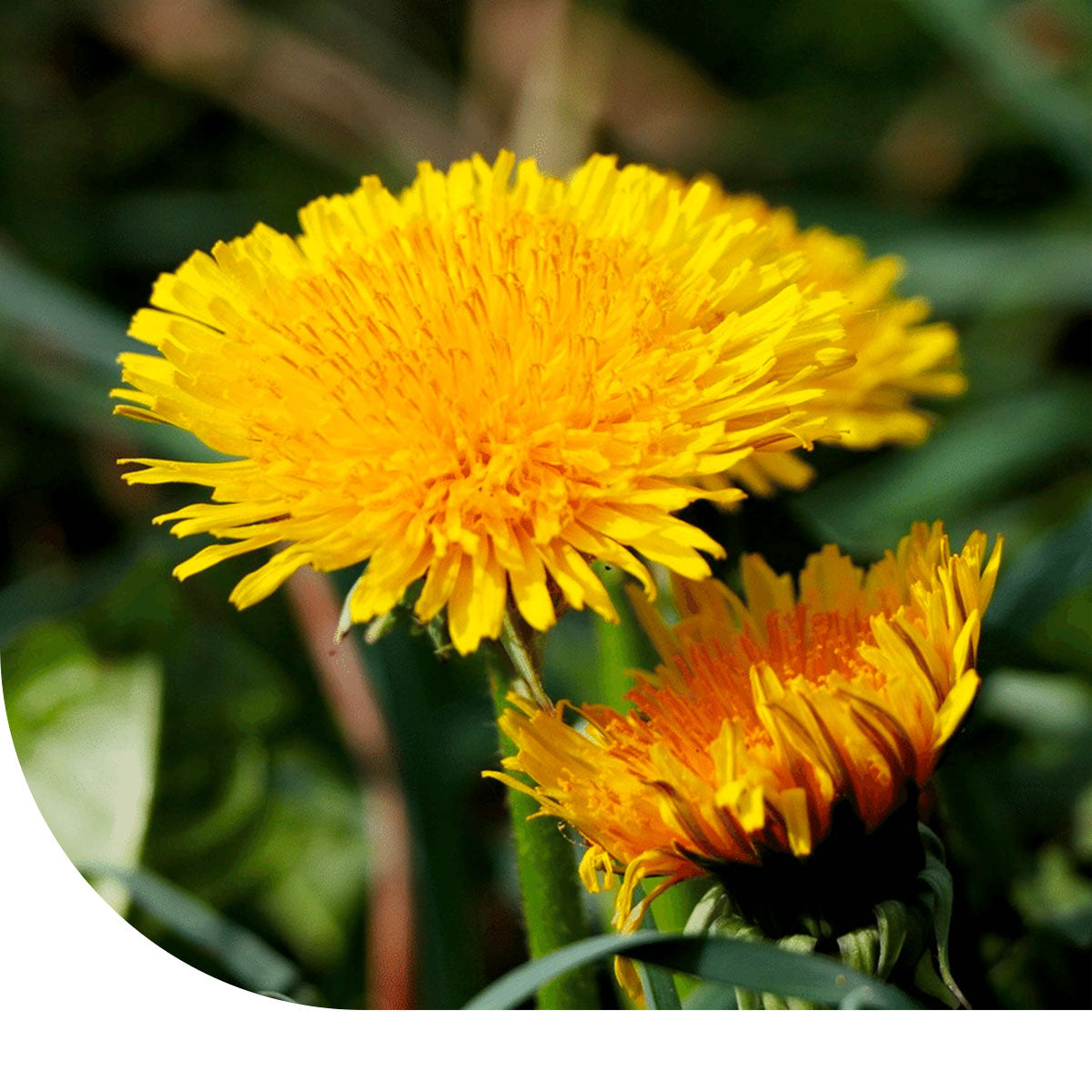 MRS Seeds & Mixtures Paardenbloem - Taraxacum officinale