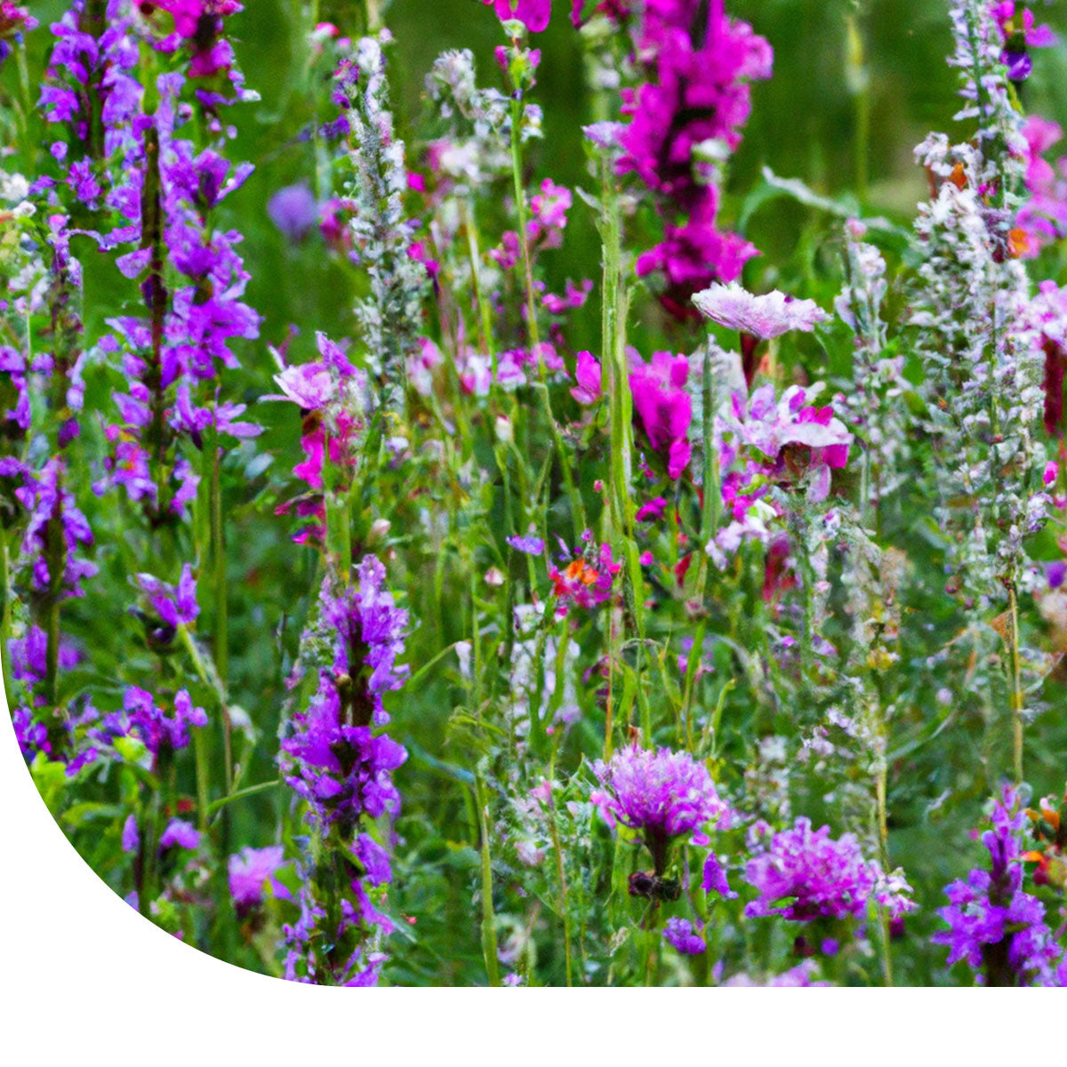 MRS Seeds & Mixtures Paarse Wilde Bloemen mix - 14 soorten [nl]