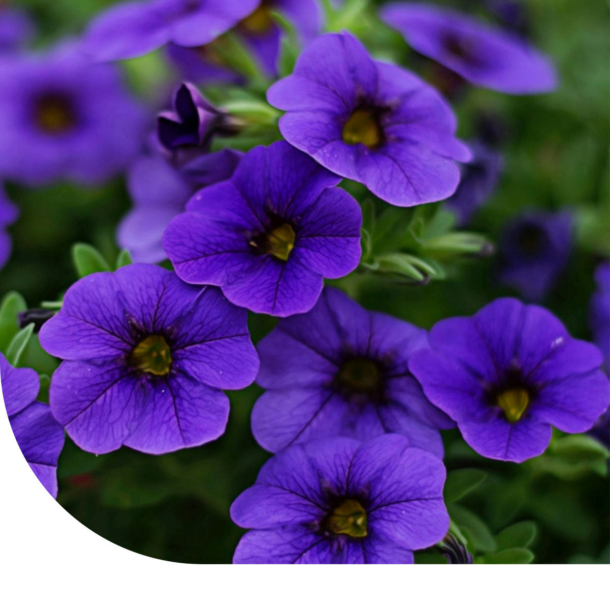 MRS Seeds & Mixtures Petunia nana compacta - Alderman