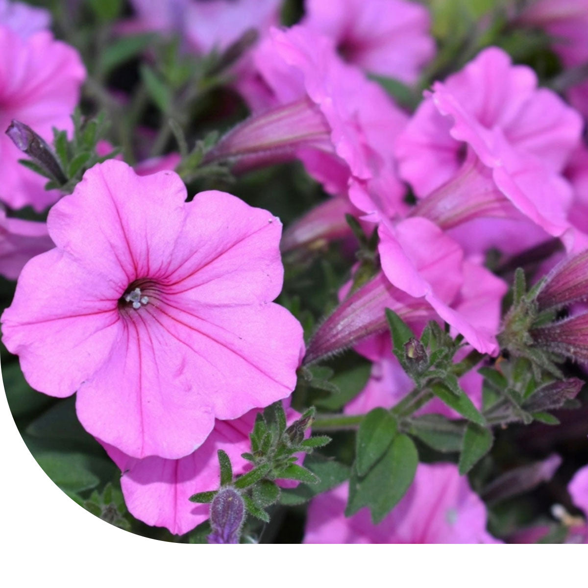 MRS Seeds & Mixtures Petunia nana compacta - Rose of Heaven