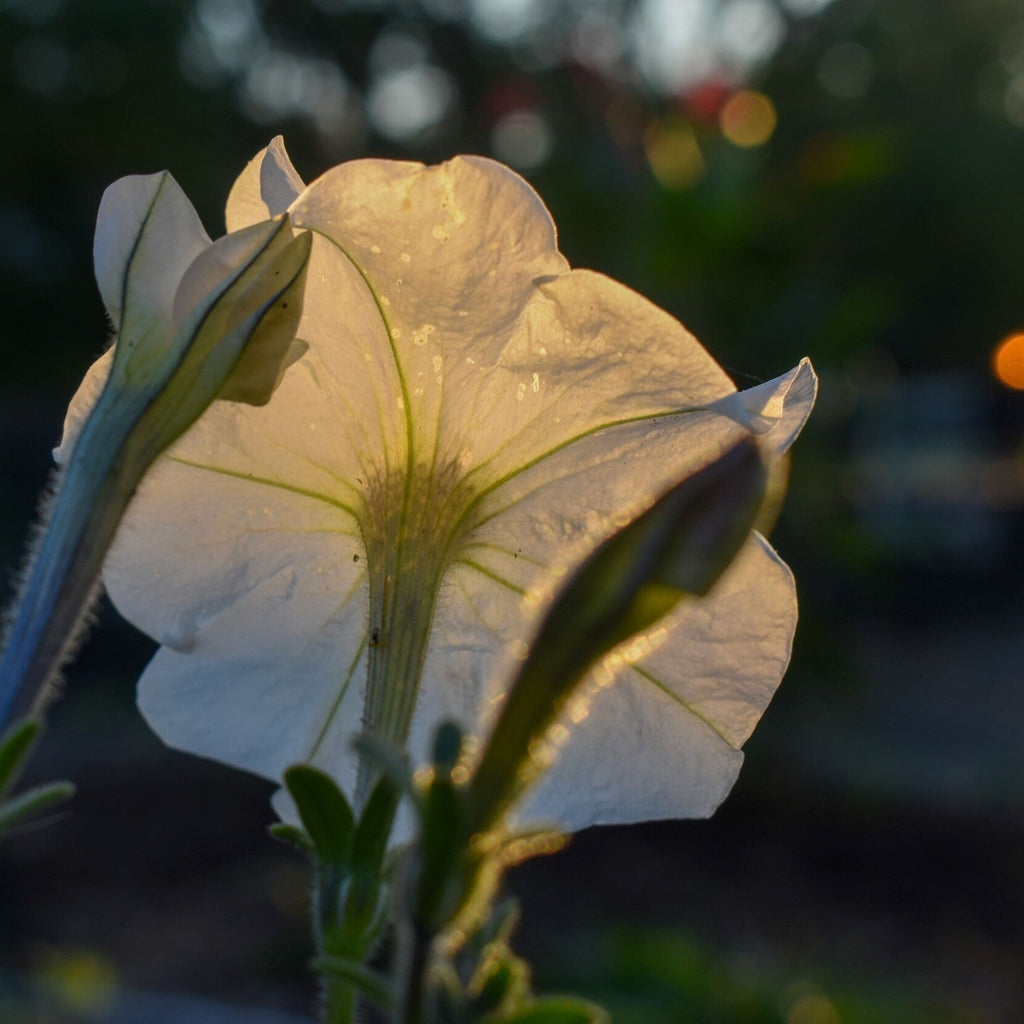 MRS Seeds & Mixtures Petunia nana compacta - Snowball