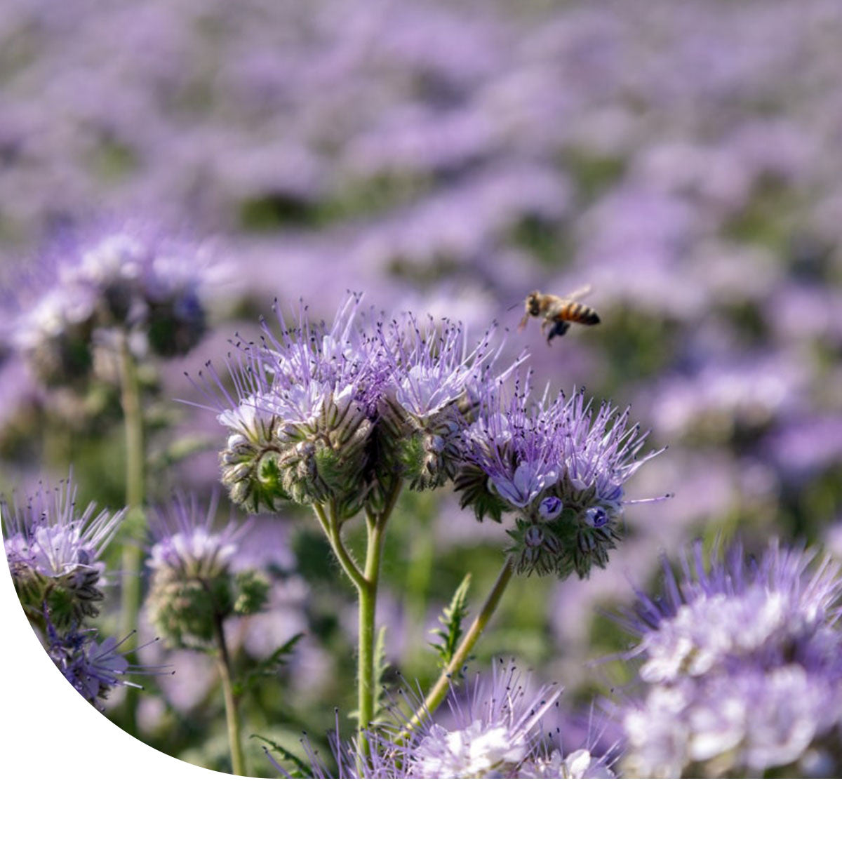 MRS Seeds & Mixtures Phacelia Bijenvriend - Phacelia tanacetifolia [nl]