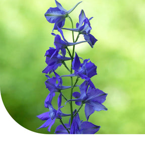 MRS Seeds & Mixtures Ridderspoor Imperial - Delphinium consolida