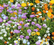 Fleurs par espèce