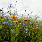 MRS Seeds & Mixtures Rotstuinen bloemenmix 1 jarig