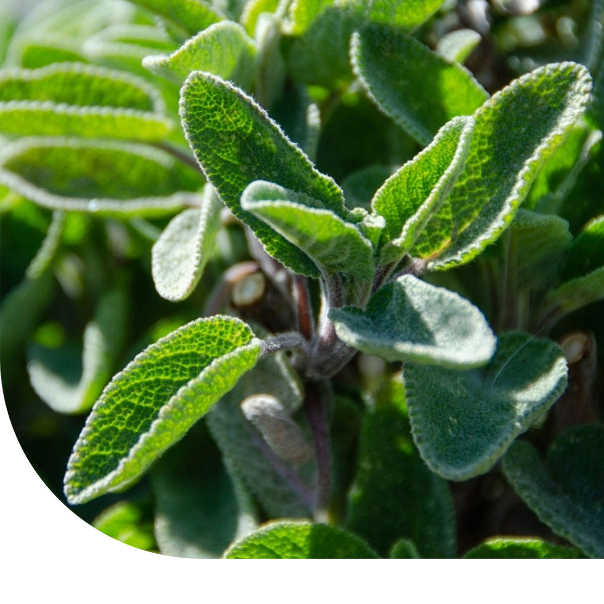 MRS Seeds & Mixtures Salie – Salvia officinalis