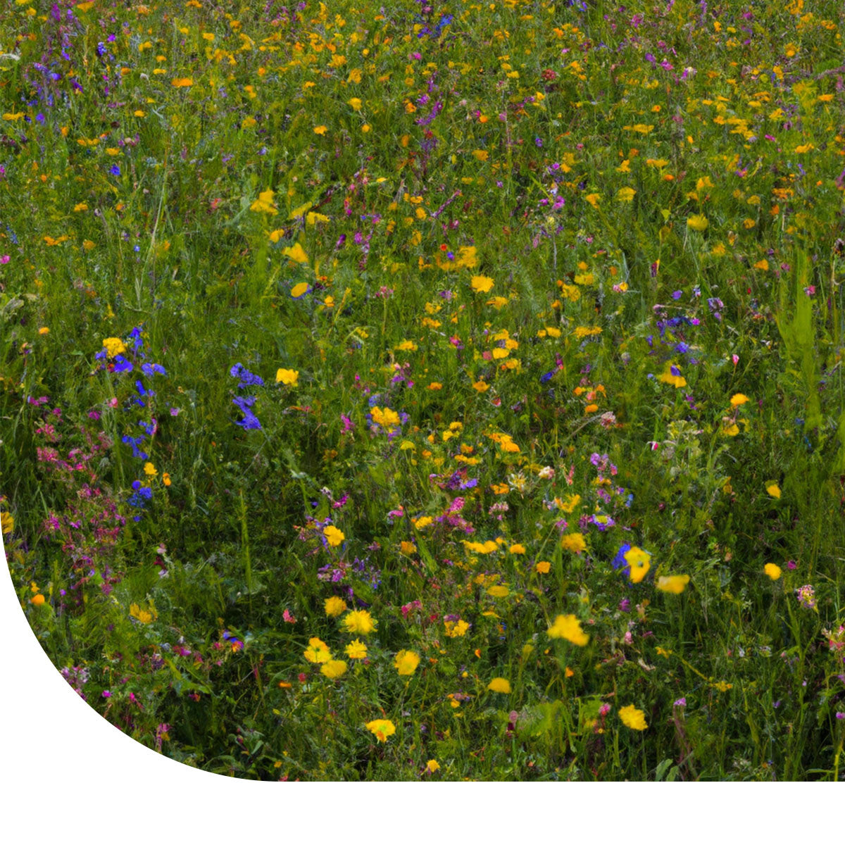 MRS Seeds & Mixtures Schaduwrijk Bloemenmengsel - Meerjarig