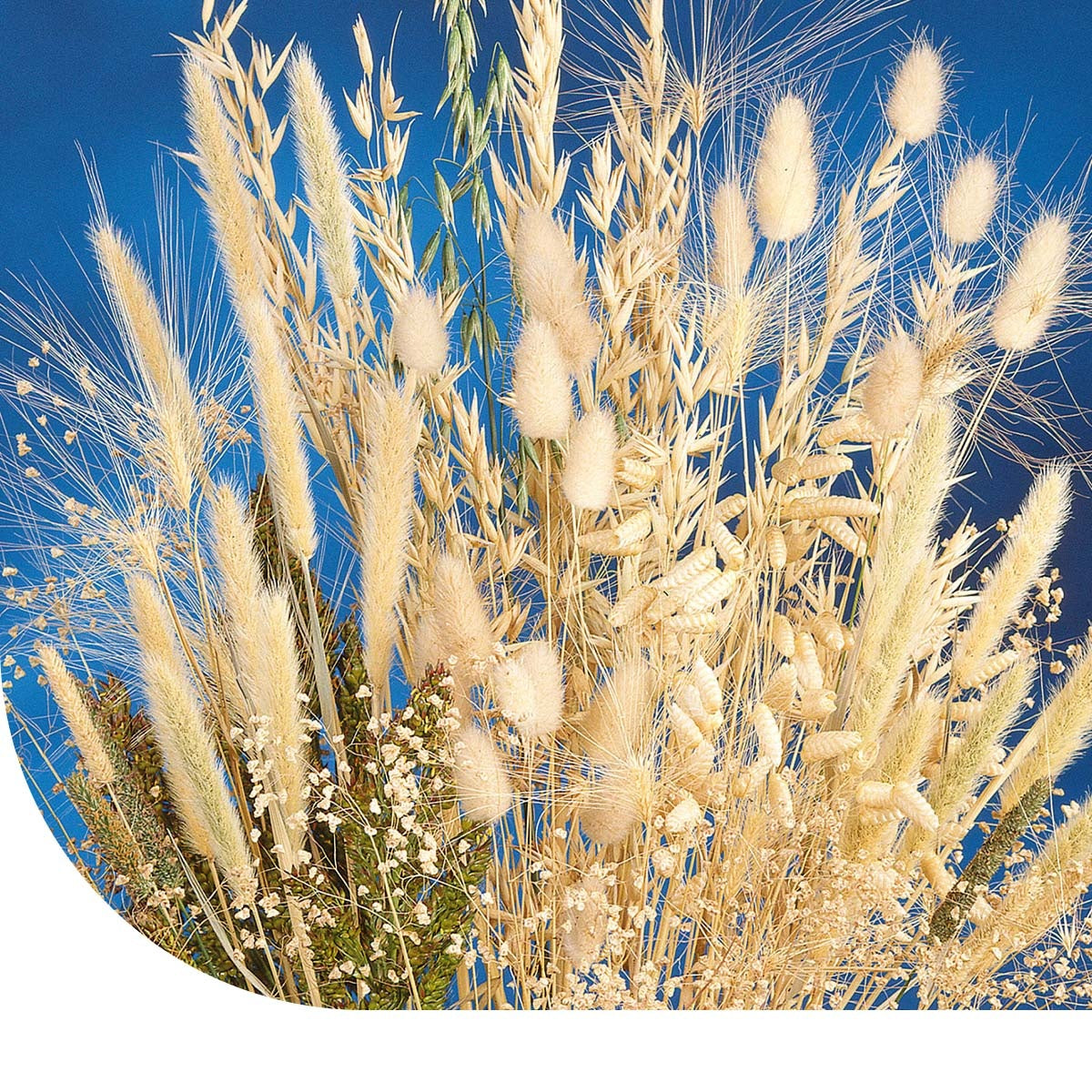 MRS Seeds & Mixtures Siergrassenmengsel