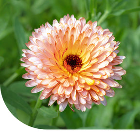 MRS Seeds & Mixtures Souci 'Touch of Red' - Calendula [fr]