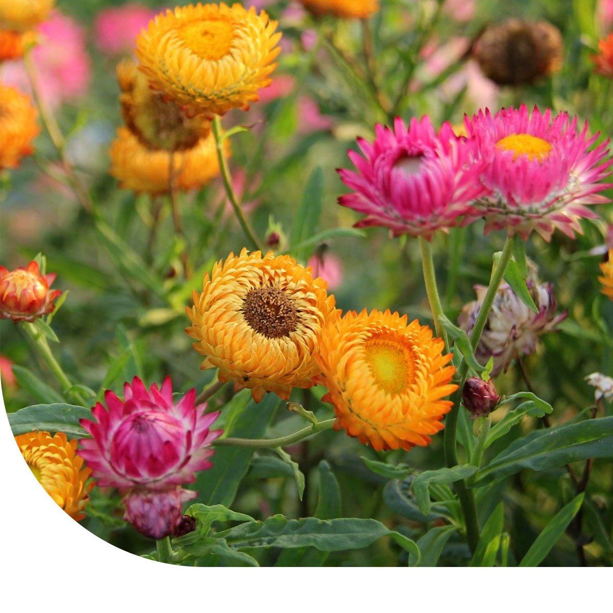 MRS Seeds & Mixtures Strobloem - Helichrysum bracteatum