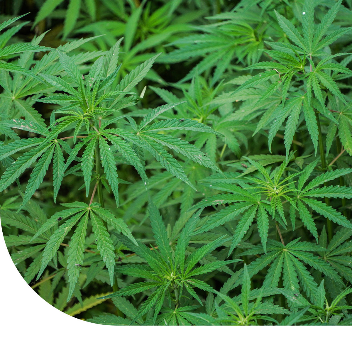 MRS Seeds & Mixtures Vezelhennep - Cannabis sativa L.