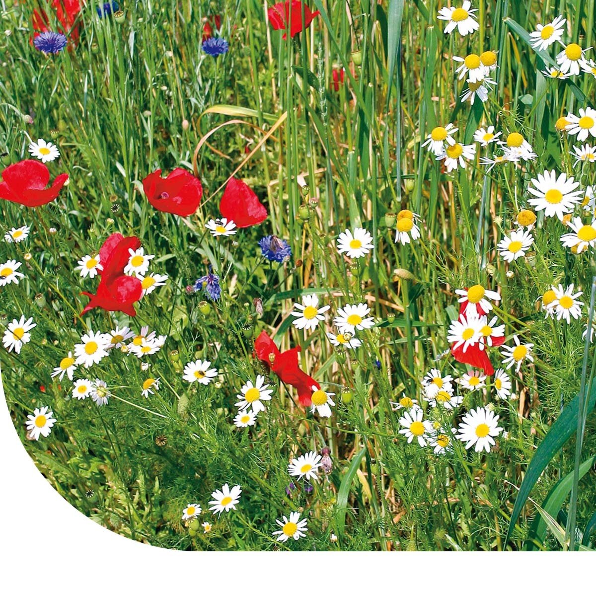 MRS Seeds & Mixtures Weidebloemenmengsel