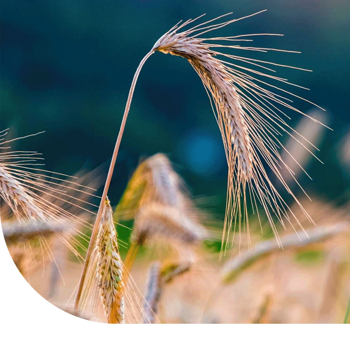 MRS Seeds & Mixtures Winterrogge [nl]