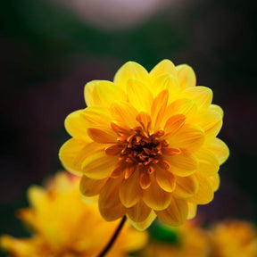 MRS Seeds & Mixtures Zinnia elegans - Golden State