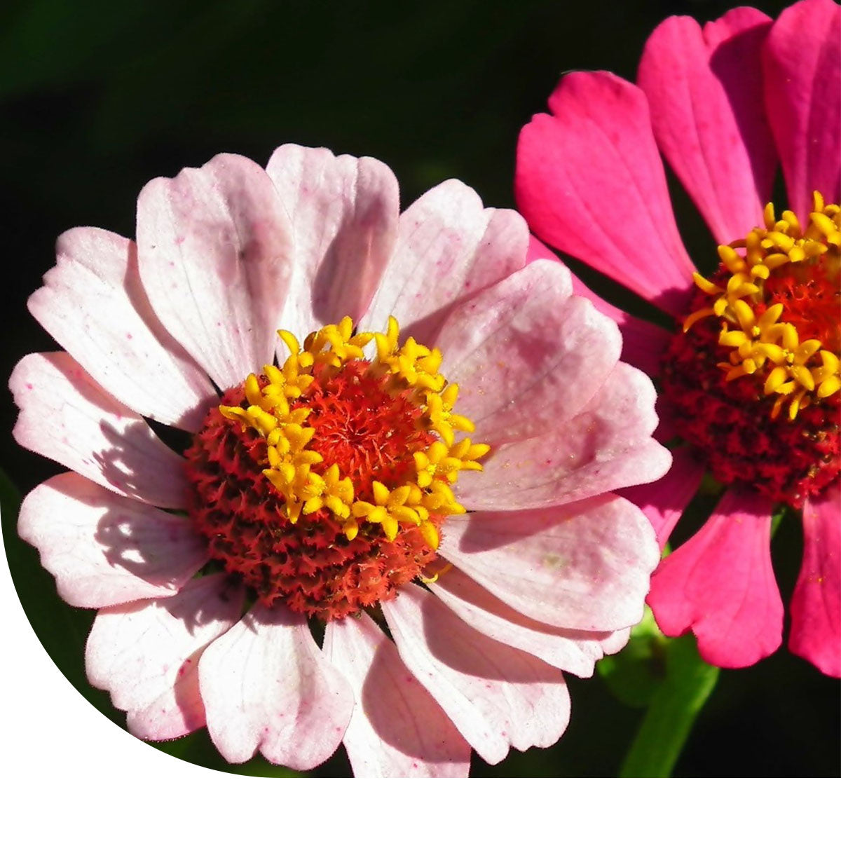 MRS Seeds & Mixtures Zinnia elegans 'Thumbelina' (gemengd)