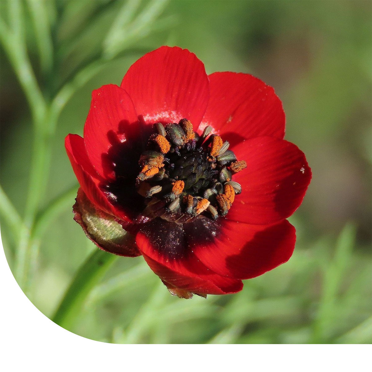 Adonis d'été – Adonis aestivalis | MRS Seeds – Mulder Retail B.V.