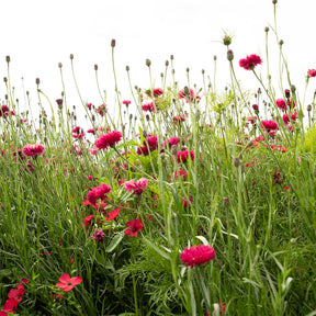 MRS Seeds & Mixtures Zomerbloemen Rode Tinten Mix